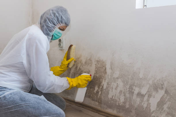 Reliable Trexlertown, PA Mold Remediation Solutions